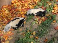 Mephitis mephitis - Striped Skunk