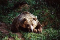 Ursus arctos arctos - European Brown Bear