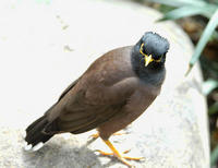 Image of: Acridotheres tristis (common myna)