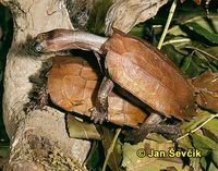 Geoemyda spengleri - Black-breasted Leaf Turtle