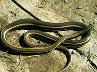 Psammophis subtaeniatus