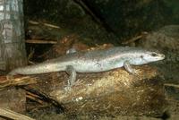 Leiolopisma telfairii - Round Island Skink