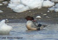 Common Merganser - Mergus merganser