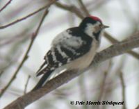 Lesser Spotted Woodpecker - Dendrocopos minor