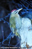 Scaly-bellied Woodpecker - Picus squamatus
