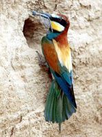 European Bee-eater - Merops apiaster