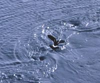 Wilson's Storm-petrel - Oceanites oceanicus