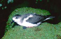 Juan Fernandez Petrel - Pterodroma externa