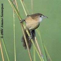 Slender-billed Babbler - Turdoides longirostris