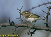 Pallas's Leaf Warbler - Phylloscopus proregulus