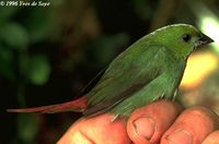 Green-faced Parrotfinch - Erythrura viridifacies