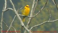 Slender-billed Oriole - Oriolus tenuirostris