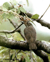 Plain-backed Thrush - Zoothera mollissima