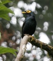 Apo Myna - Basilornis mirandus