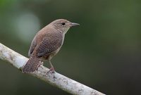 Tropical House Wren (Troglodytes musculus) photo