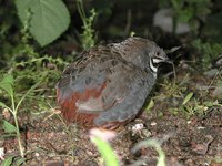 Blue-breasted Quail - Coturnix chinensis