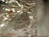 Painted Buttonquail - Turnix varia