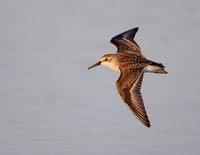 Western Sandpiper (Calidris mauri) photo