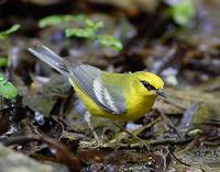 Blue-winged Warbler (Vermivora pinus) photo