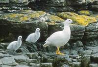 Kelp Goose (Chloephaga hybrida) photo