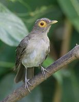 Bare-eyed Thrush (Turdus nudigenis) photo