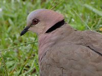 Red-eyed Dove - Streptopelia semitorquata