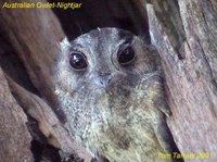 Australian Owlet-Nightjar - Aegotheles cristatus