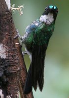 Tourmaline Sunangel - Heliangelus exortis