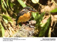 Blue-banded Kingfisher - Alcedo euryzona