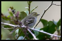 Golden-faced Tyrannulet - Zimmerius chrysops