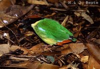 Noisy Pitta - Pitta versicolor