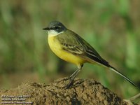 Yellow Wagtail - Motacilla flava