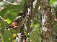 Sinaloa Wren - Thryothorus sinaloa