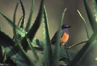 Little Rock-Thrush - Monticola rufocinereus