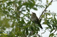 Eurasian River Warbler - Locustella fluviatilis