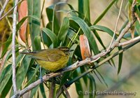 Mountain Warbler - Phylloscopus trivirgatus