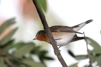 Red-breasted Flycatcher - Ficedula parva