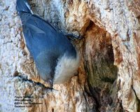 Pygmy Nuthatch - Sitta pygmaea