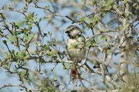 Red-shouldered Vanga - Calicalicus rufocarpalis