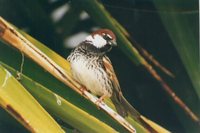 Spanish Sparrow - Passer hispaniolensis