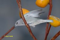 Sayaca Tanager - Thraupis sayaca