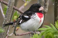 Rose-breasted Grosbeak - Pheucticus ludovicianus