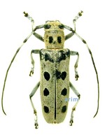 팔점긴하늘소 - Saperda octomaculata