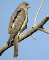 Levant Sparrowhawk