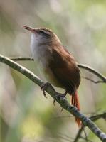 Curve-billed Reedhaunter