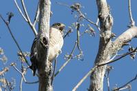 Roadside  hawk  -   Buteo  magnirostris   -   Poiana  delle  strade