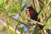 Silver-beaked  tanager   -   Ramphocelus  carbo   -