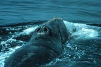 right whale swimming away, with two blowholes visible