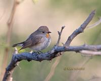 Taiga flycatcher C20D 03264.jpg