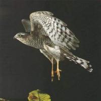 30. 새매 (작응, 雀鷹) Accipiter nisus